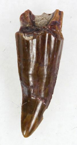 Eryops Tooth From Oklahoma - Giant Permian Amphibian #33558